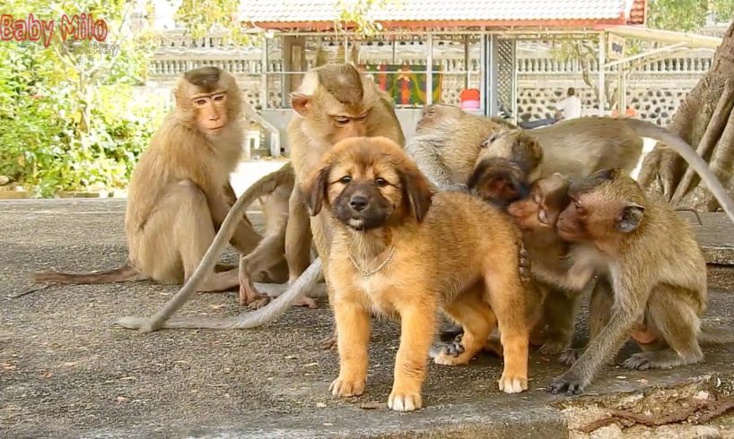 Oh my god! Many small monkeys play with a cute puppy