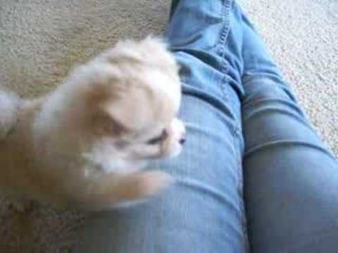 One of the cutest puppies