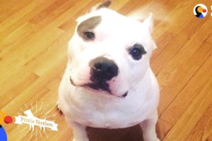 PIt Bull Dog Shot In The Head Transformed By His New Mom's Love - BRUTUS | The Dodo Pittie Nation
