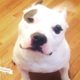 PIt Bull Dog Shot In The Head Transformed By His New Mom's Love - BRUTUS | The Dodo Pittie Nation