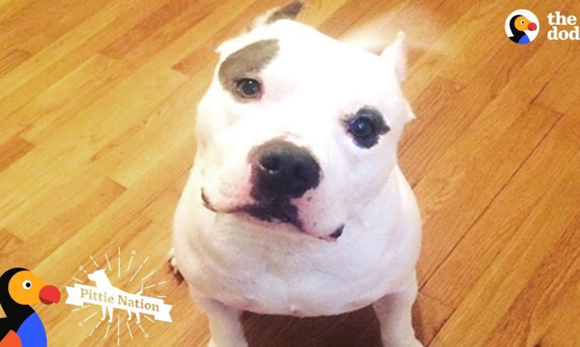 PIt Bull Dog Shot In The Head Transformed By His New Mom's Love - BRUTUS | The Dodo Pittie Nation