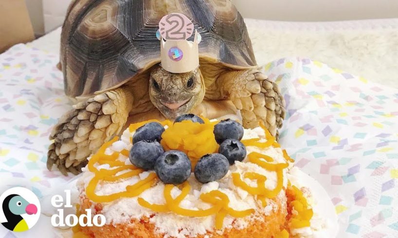 Pareja ama mimar a su tortuga | El Dodo