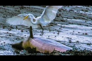 Pelicans eat Animals, cat Bird fish | How Pelican hunted , Wild Animal Fights Caught On Camera