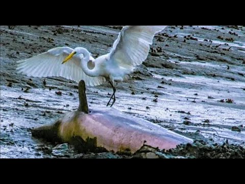 Pelicans eat Animals, cat Bird fish | How Pelican hunted , Wild Animal Fights Caught On Camera