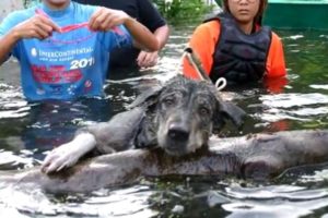 People Risk Their Lives Saving Animals