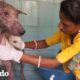 Perro callejero tiene transformación asombrosa | El Dodo