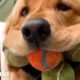 Perro está OBSESIONADO con las pelotas de tenis | El Dodo