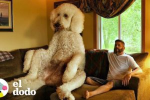 Perro gigante pesa sobre 200kg | El Dodo