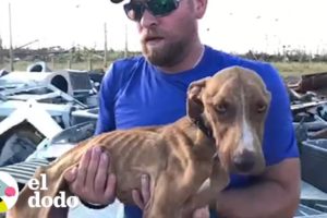 Perro perdido luego del huracán es encontrado y salvado | El Dodo