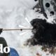 Perro severamente enmarañado es rescatado del frío | El Dodo