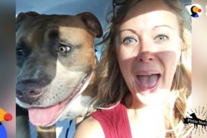 Pit Bull Dog Screams Like A Person When He's Happy | The Dodo Pittie Nation