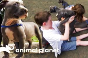 Pit Bull Puppies' First Visit To The Dog Park | Too Cute!