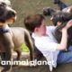 Pit Bull Puppies' First Visit To The Dog Park | Too Cute!