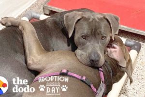 Pittie Best Friends Had To Be Adopted Together  | The Dodo Adoption Day