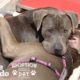 Pittie Best Friends Had To Be Adopted Together  | The Dodo Adoption Day
