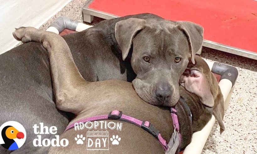 Pittie Best Friends Had To Be Adopted Together  | The Dodo Adoption Day