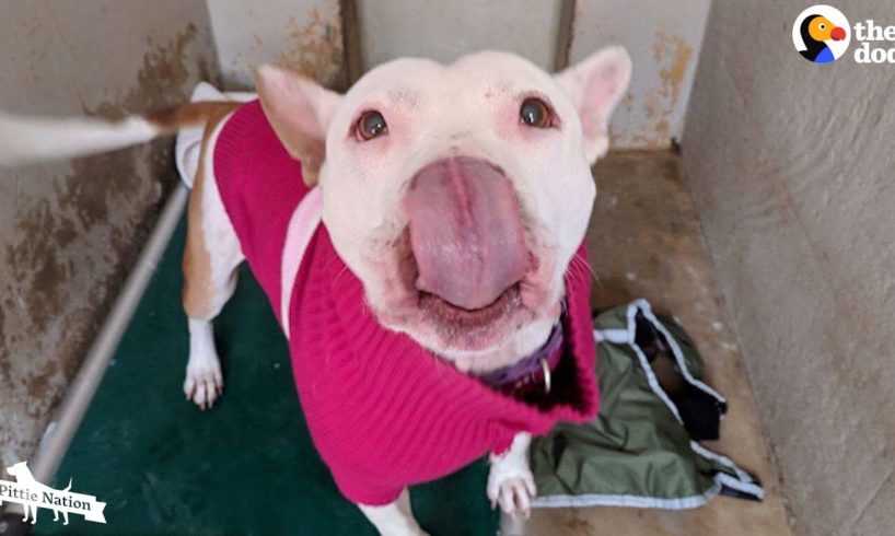 Pittie Never Stopped Smiling All 4 Years She Was In The Shelter  | The Dodo Pittie Nation