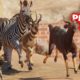 Planet Zoo: Battle Royale - All Animals! I Regret This...