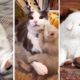 Playful Cats Compilation | Funny Cats  Kittens Playing Awesome Friendship Video | Cute Interaction