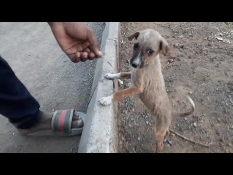 Playing Cute Puppies |Dogs lover