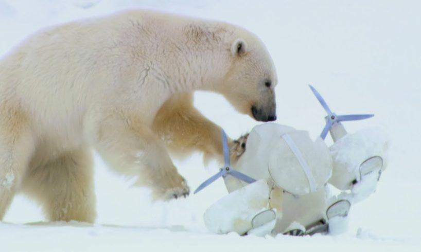 Polar Bears Play Football with a Spy Cam |  Spy In The Snow | BBC Earth
