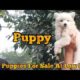 Pom Puppies For Sale In Jharkhand || Good Quality Cute Puppies For Sale