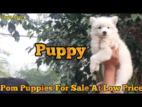Pom Puppies For Sale In Jharkhand || Good Quality Cute Puppies For Sale