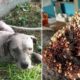 Poor Dog Covered By Thousand Ticks Gets Rescued In Time