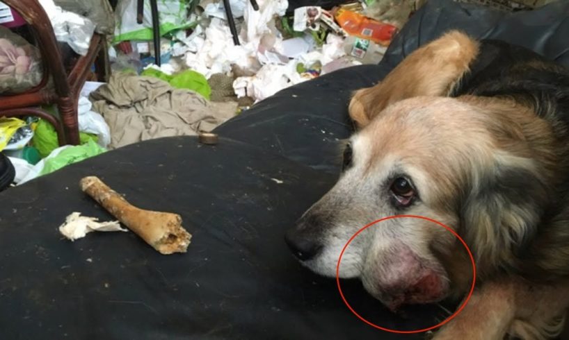 Poor Dog With A LARGE Tumor On His Face Gets Rescued