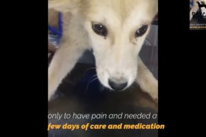 Poor Puppy Get Hit By Car Has Been Rescued | Rescue Dogs