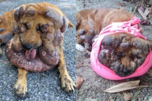 Poor Stray Dog with Many Big Tumor Cancer | Heartbreaking Story