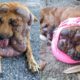Poor Stray Dog with Many Big Tumor Cancer | Heartbreaking Story