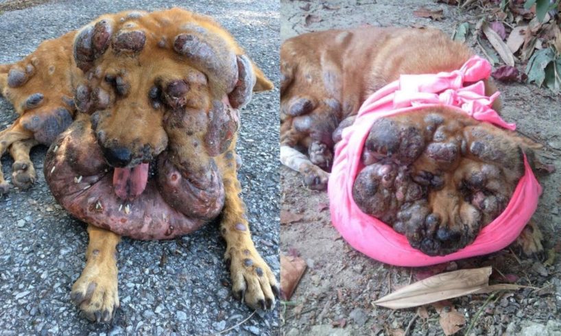 Poor Stray Dog with Many Big Tumor Cancer | Heartbreaking Story