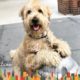 Popular Dog Knows Everyone In His NYC Neighborhood | The Dodo City Pets