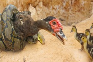 Primitive Man Saves Family Chicken From Python Attack - Most Amazing Wild Animal Attack