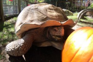 Pumpkins vs. Oregon Zoo Animals