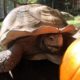 Pumpkins vs. Oregon Zoo Animals