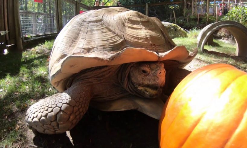 Pumpkins vs. Oregon Zoo Animals