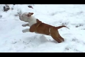 Puppies Discovering Snow For The First Time