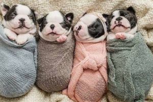 Puppies TV ? Cute Puppies Doing Funny Things 2020 ? Cutest Dogs