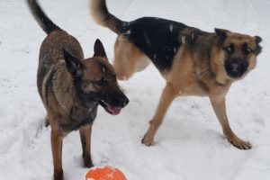 Puppy Play Time In Snow