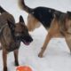 Puppy Play Time In Snow