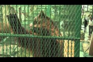 Raw: Animals Rescued From Private Mexican Zoo