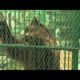 Raw: Animals Rescued From Private Mexican Zoo
