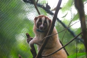 Record Number Of Slow Lorises Returned To The Wild