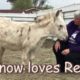 Reiki Helps Rescued Mini Donkey Named EJ | Animal Reiki Source
