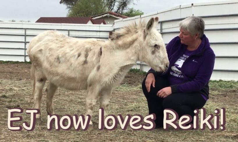 Reiki Helps Rescued Mini Donkey Named EJ | Animal Reiki Source