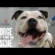 Renovation for Animal Shelter And Rescue Dogs | George to the Rescue