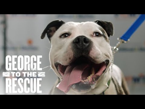 Renovation for Animal Shelter And Rescue Dogs | George to the Rescue