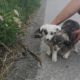 Rescue 2 Poor Stray Puppies on the Road, Cover Hundreds Fleas, Lice very anemic and weak